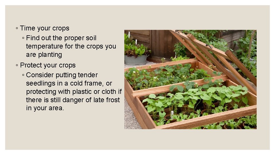 ◦ Time your crops ◦ Find out the proper soil temperature for the crops