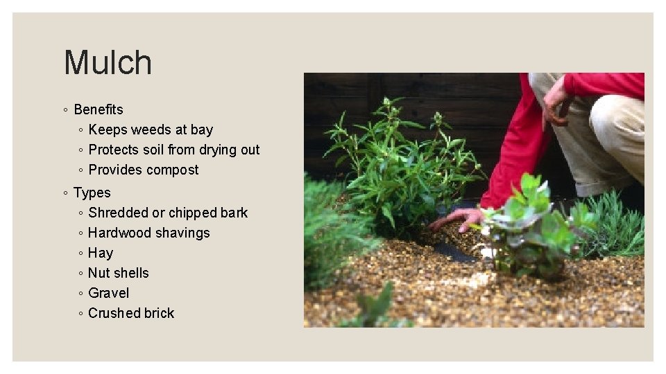 Mulch ◦ Benefits ◦ Keeps weeds at bay ◦ Protects soil from drying out