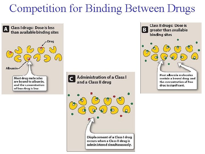 Competition for Binding Between Drugs 