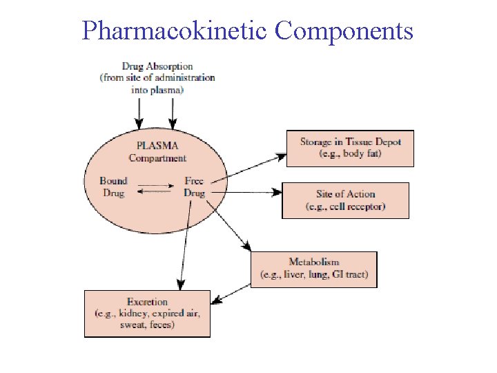 Pharmacokinetic Components 