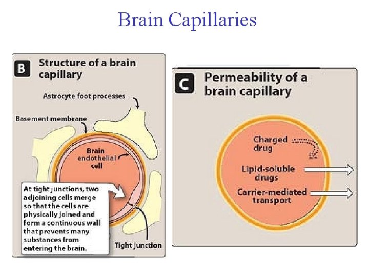 Brain Capillaries 