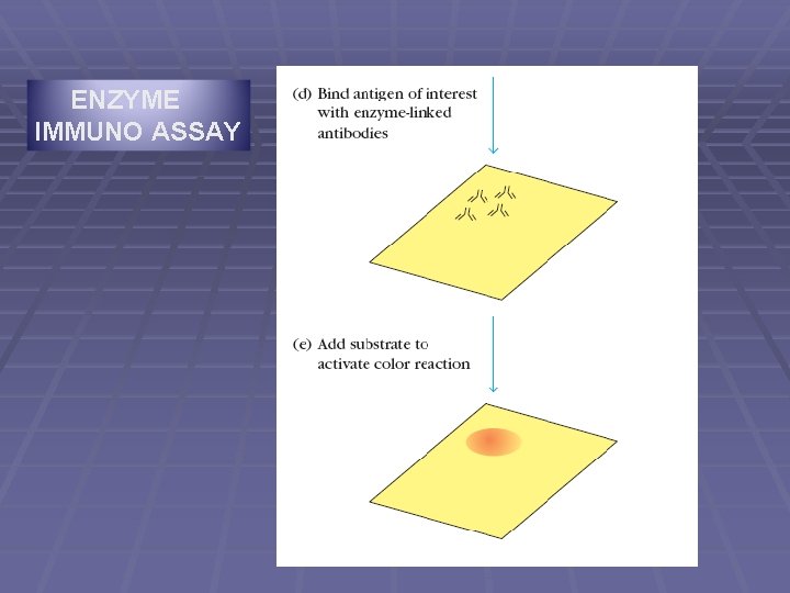 ENZYME IMMUNO ASSAY ENZYME IMMUNO ASSAY