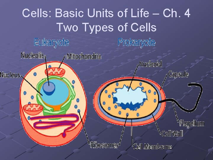 Cells: Basic Units of Life – Ch. 4 Two Types of Cells 