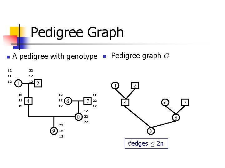 Pedigree Graph n A pedigree with genotype 12 22 11 12 12 1 12