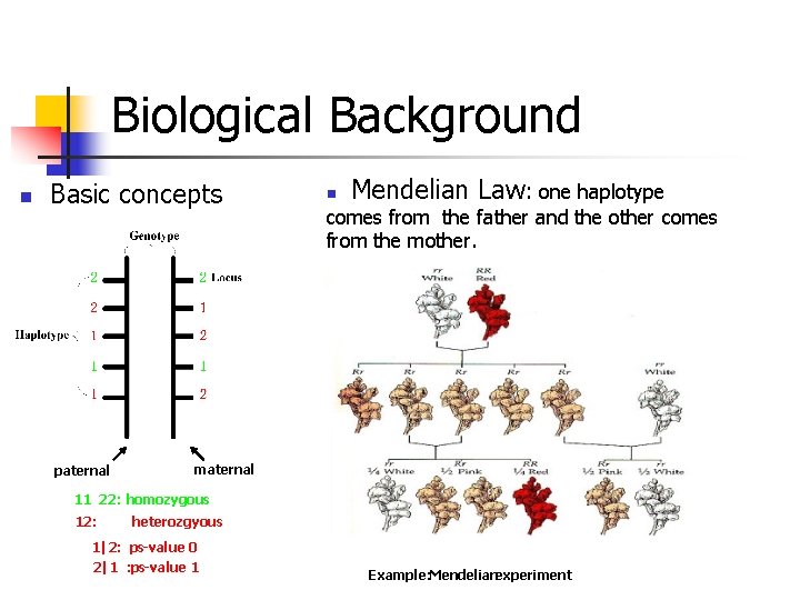 Biological Background n Basic concepts paternal n Mendelian Law: one haplotype comes from the