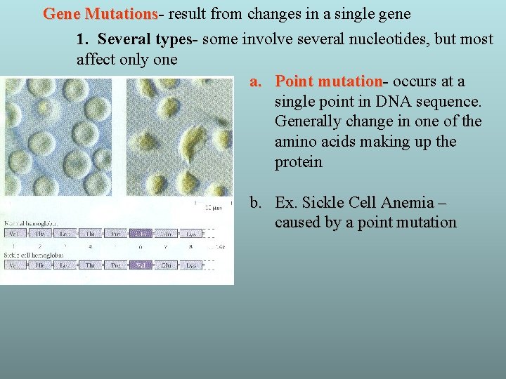 Gene Mutations result from changes in a single gene 1. Several types- some involve