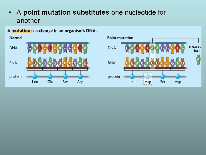  • A point mutation substitutes one nucleotide for another. mutated base 