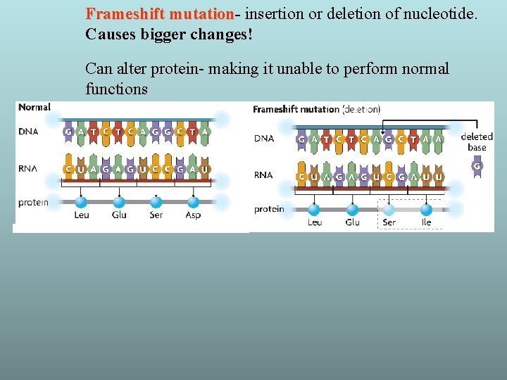 Frameshift mutation insertion or deletion of nucleotide. Causes bigger changes! Can alter protein- making