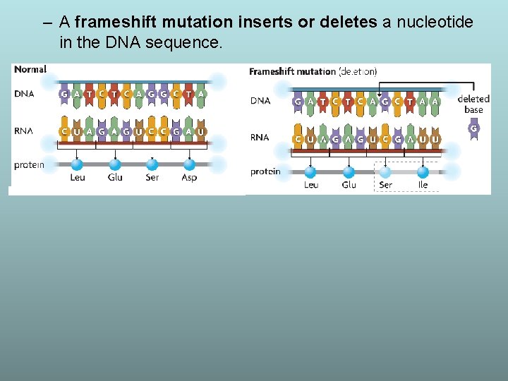 – A frameshift mutation inserts or deletes a nucleotide in the DNA sequence. 