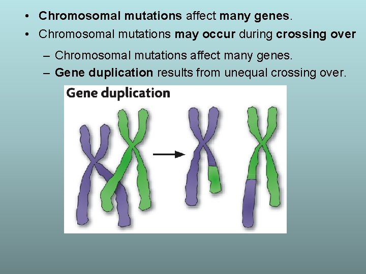  • Chromosomal mutations affect many genes. • Chromosomal mutations may occur during crossing