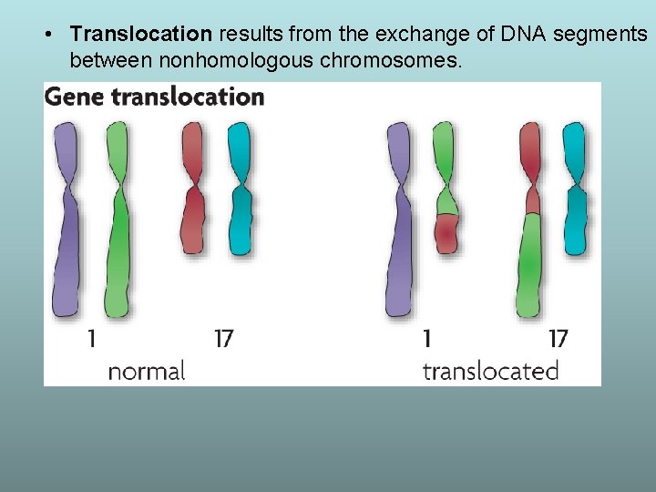  • Translocation results from the exchange of DNA segments between nonhomologous chromosomes. 
