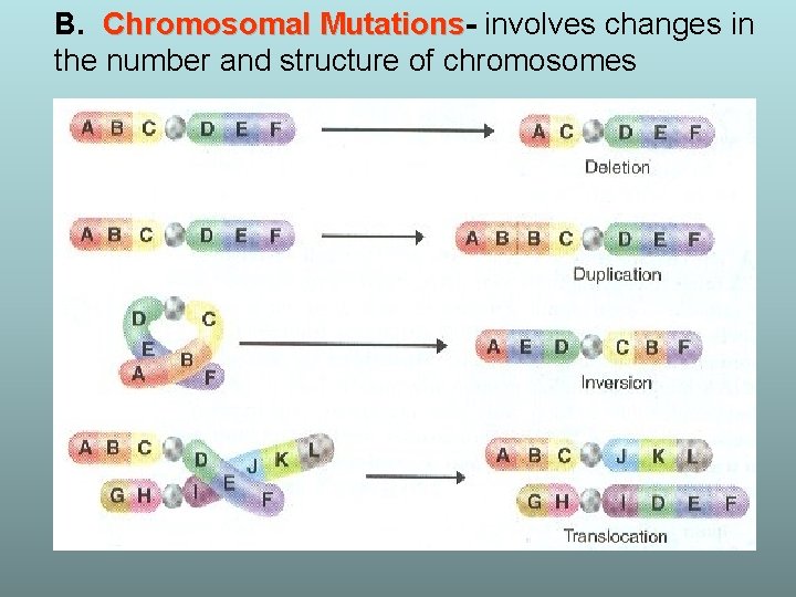 B. Chromosomal Mutations involves changes in the number and structure of chromosomes 