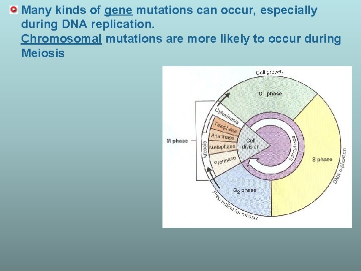 Many kinds of gene mutations can occur, especially during DNA replication. Chromosomal mutations are