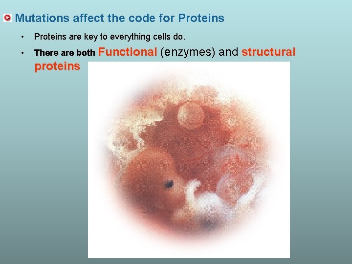 Mutations affect the code for Proteins • Proteins are key to everything cells do.