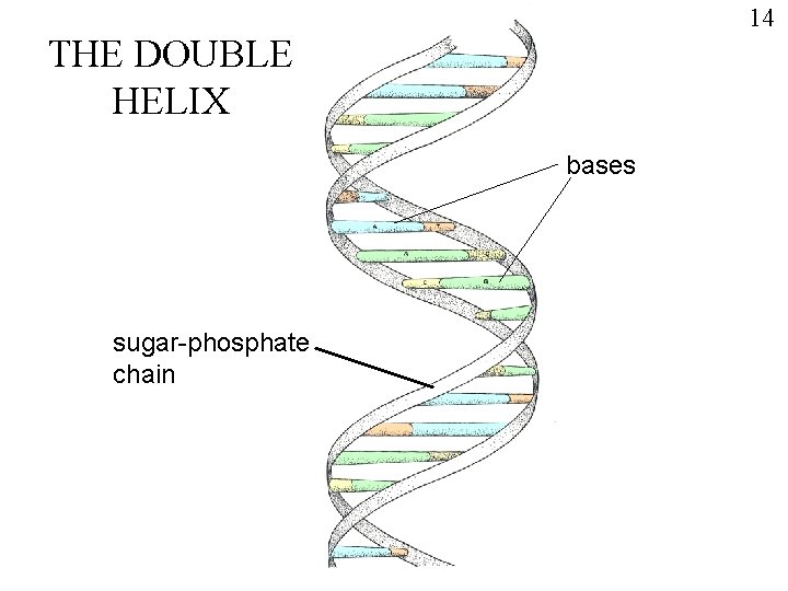 14 THE DOUBLE HELIX bases sugar-phosphate chain 
