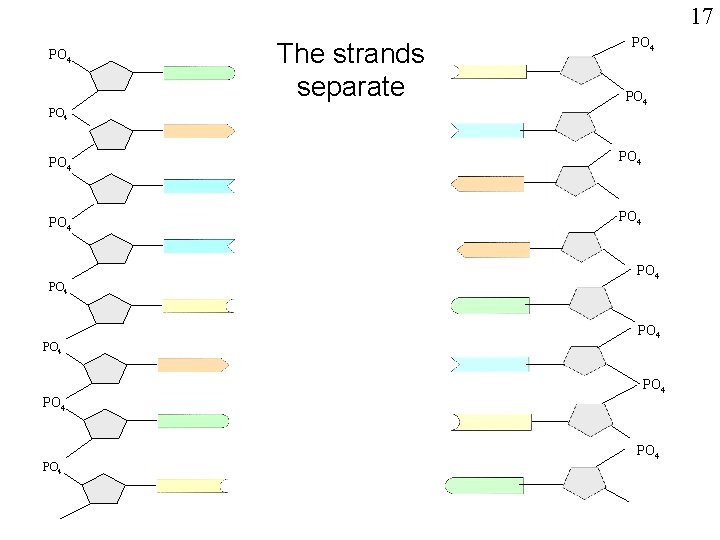 17 PO 4 The strands separate PO 4 PO 4 PO 4 PO 4