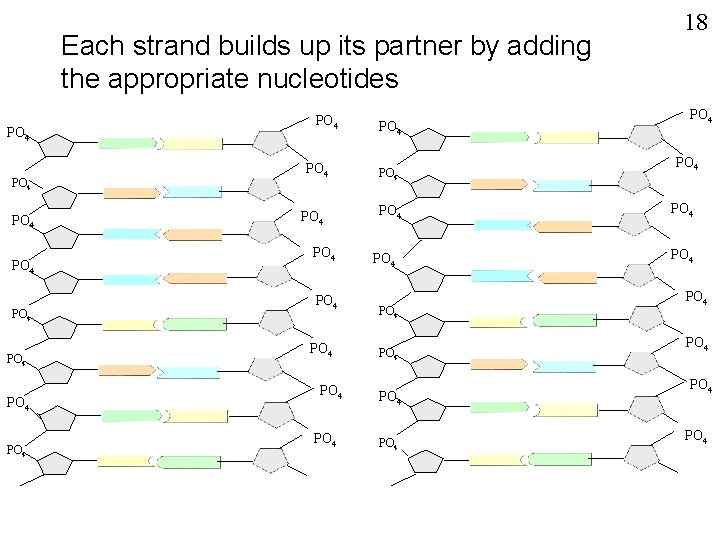 Each strand builds up its partner by adding the appropriate nucleotides PO 4 PO