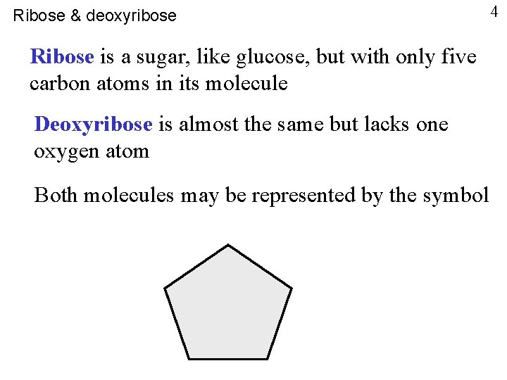 Ribose & deoxyribose Ribose is a sugar, like glucose, but with only five carbon