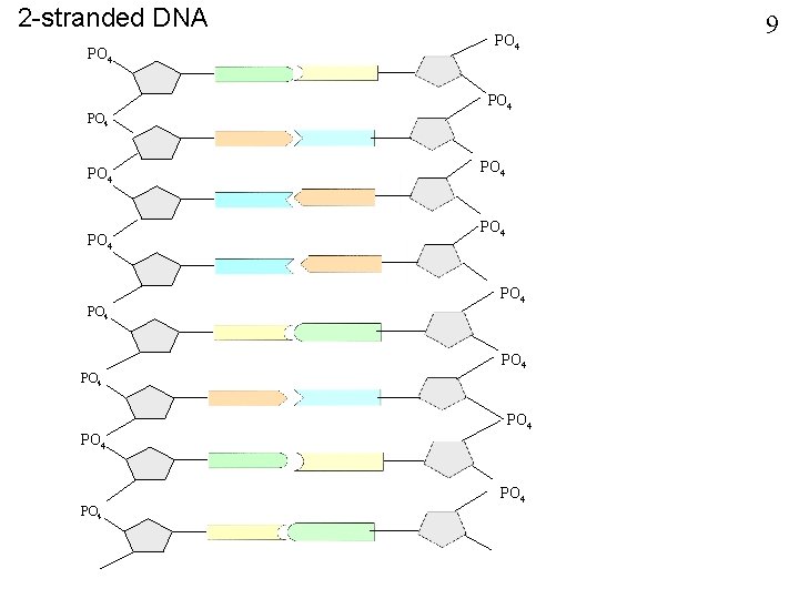 2 -stranded DNA PO 4 PO 4 PO 4 PO 4 9 