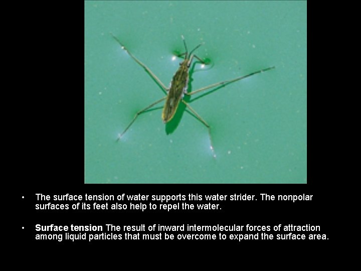  • The surface tension of water supports this water strider. The nonpolar surfaces