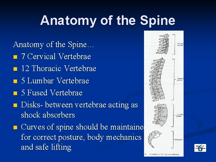 Anatomy of the Spine… n 7 Cervical Vertebrae n 12 Thoracic Vertebrae n 5