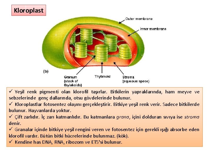 Kloroplast ü Yeşil renk pigmenti olan klorofil taşırlar. Bitkilerin yapraklarında, ham meyve ve sebzelerinde