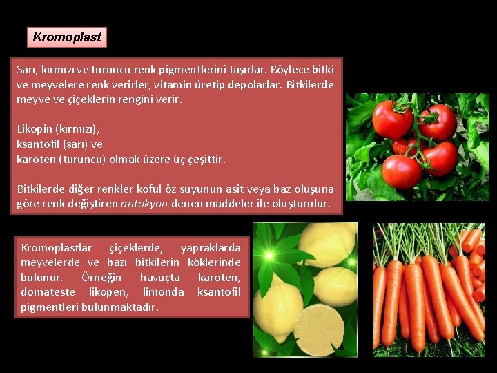 Kromoplast Sarı, kırmızı ve turuncu renk pigmentlerini taşırlar. Böylece bitki ve meyvelere renk verirler,