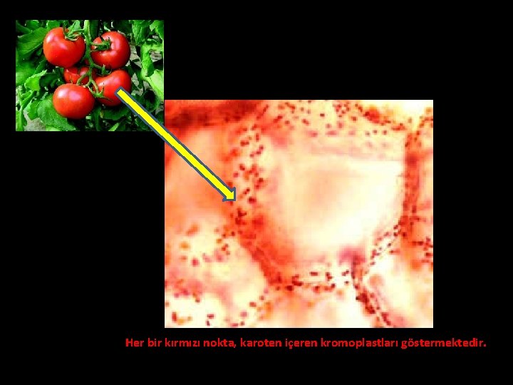 Her bir kırmızı nokta, karoten içeren kromoplastları göstermektedir. 