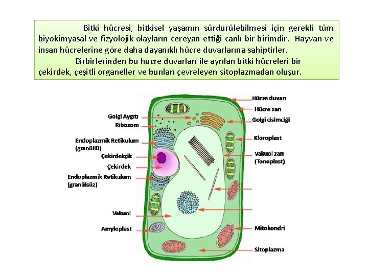 Bitki hücresi, bitkisel yaşamın sürdürülebilmesi için gerekli tüm biyokimyasal ve fizyolojik olayların cereyan ettiği