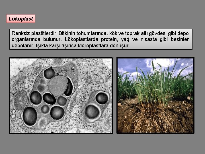 Lökoplast Renksiz plastitlerdir. Bitkinin tohumlarında, kök ve toprak altı gövdesi gibi depo organlarında bulunur.