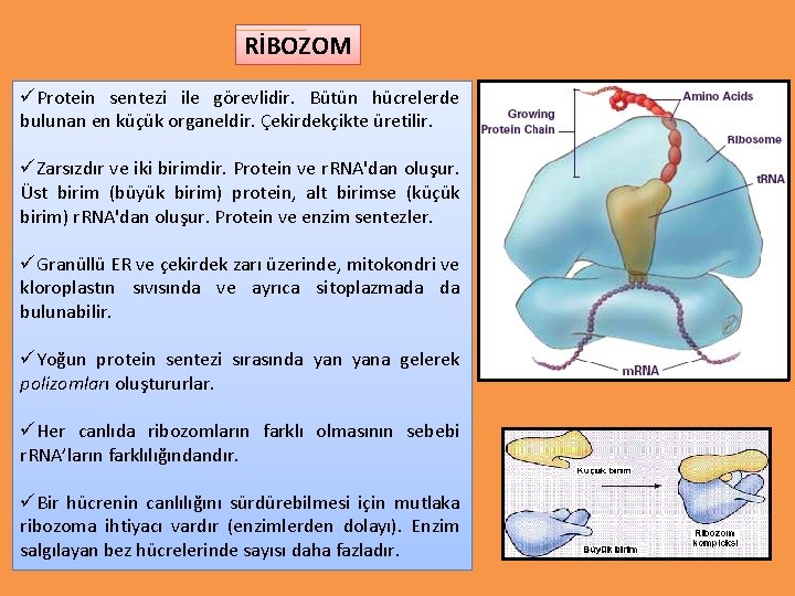 RİBOZOM üProtein sentezi ile görevlidir. Bütün hücrelerde bulunan en küçük organeldir. Çekirdekçikte üretilir. üZarsızdır