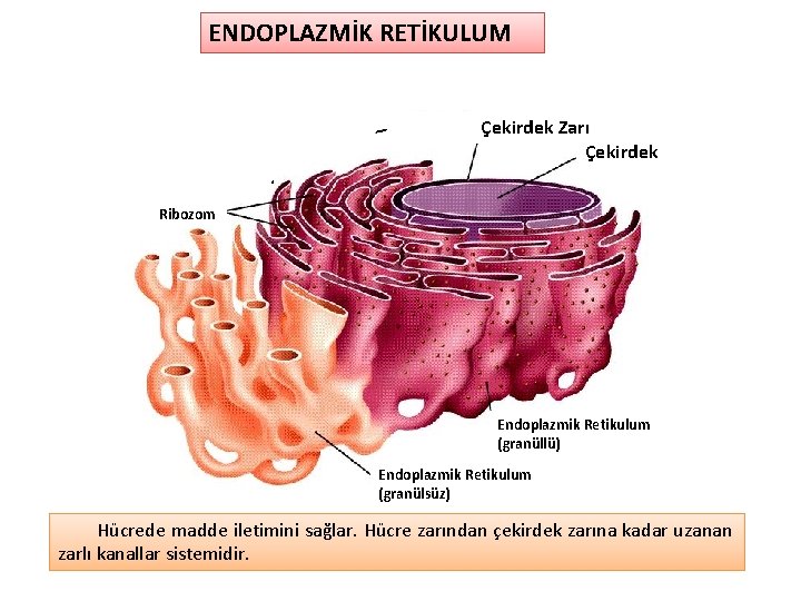 ENDOPLAZMİK RETİKULUM Çekirdek Zarı Çekirdek Ribozom Endoplazmik Retikulum (granüllü) Endoplazmik Retikulum (granülsüz) Hücrede madde