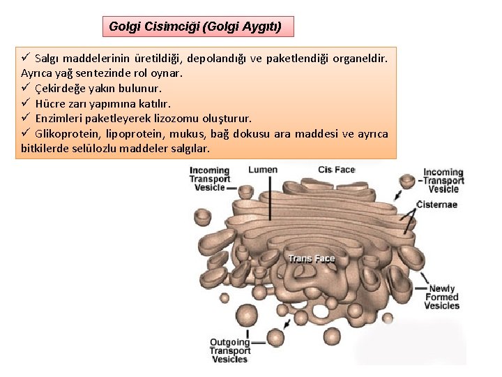 Golgi Cisimciği (Golgi Aygıtı) ü Salgı maddelerinin üretildiği, depolandığı ve paketlendiği organeldir. Ayrıca yağ