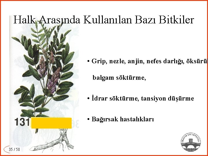 Halk Arasında Kullanılan Bazı Bitkiler • Grip, nezle, anjin, nefes darlığı, öksürük balgam söktürme,