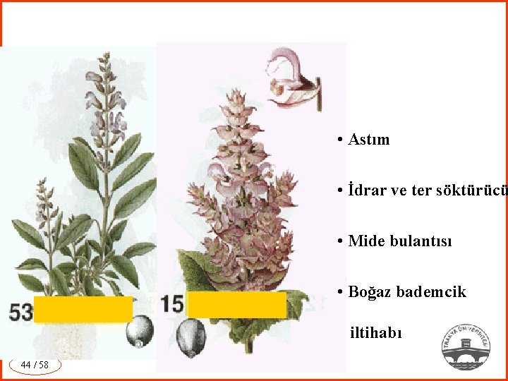  • Astım • İdrar ve ter söktürücü • Mide bulantısı • Boğaz bademcik