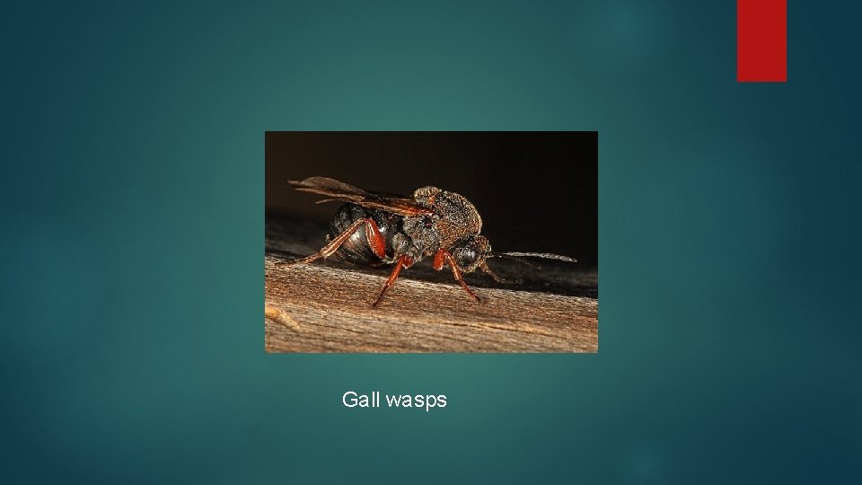 Gall wasps 