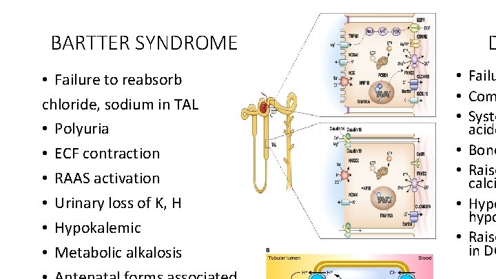 BARTTER SYNDROME • Failure to reabsorb chloride, sodium in TAL • Polyuria • ECF