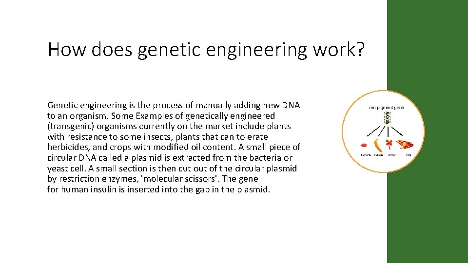 How does genetic engineering work? Genetic engineering is the process of manually adding new How does genetic engineering work? Genetic engineering is the process of manually adding new