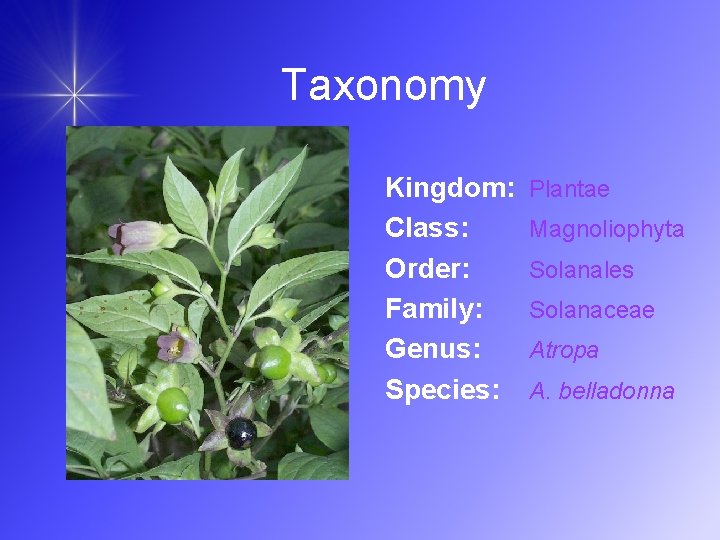Taxonomy Kingdom: Class: Order: Family: Genus: Species: Plantae Magnoliophyta Solanales Solanaceae Atropa A. belladonna