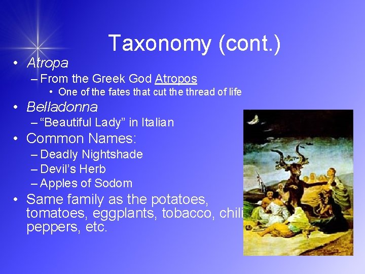  • Atropa Taxonomy (cont. ) – From the Greek God Atropos • One