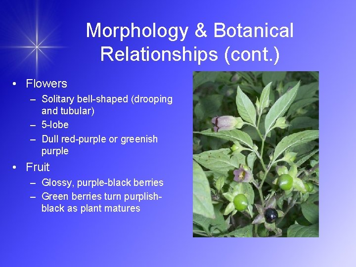 Morphology & Botanical Relationships (cont. ) • Flowers – Solitary bell-shaped (drooping and tubular)