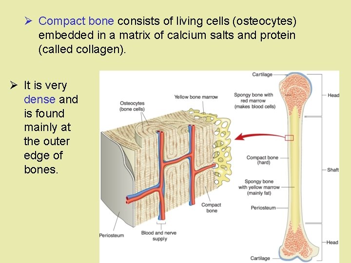Ø Compact bone consists of living cells (osteocytes) embedded in a matrix of calcium
