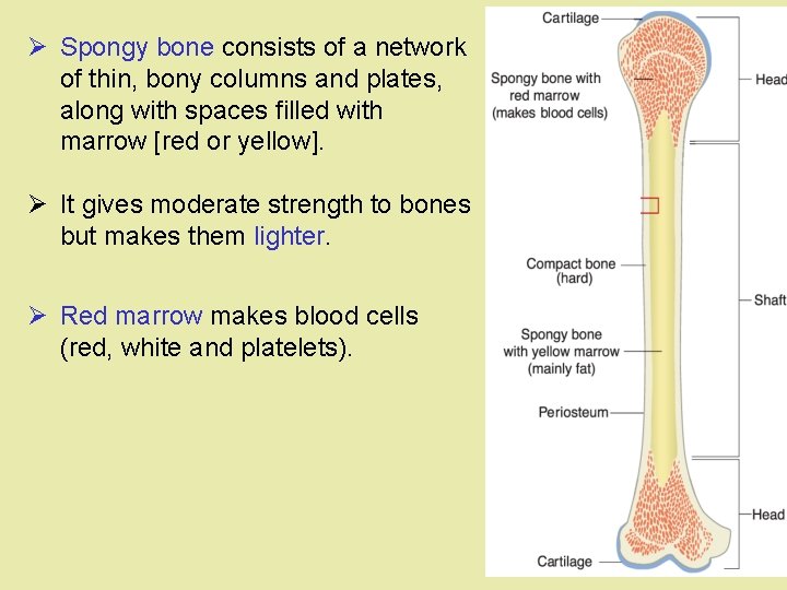 Ø Spongy bone consists of a network of thin, bony columns and plates, along