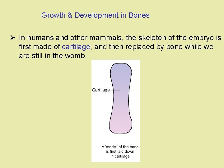 Growth & Development in Bones Ø In humans and other mammals, the skeleton of