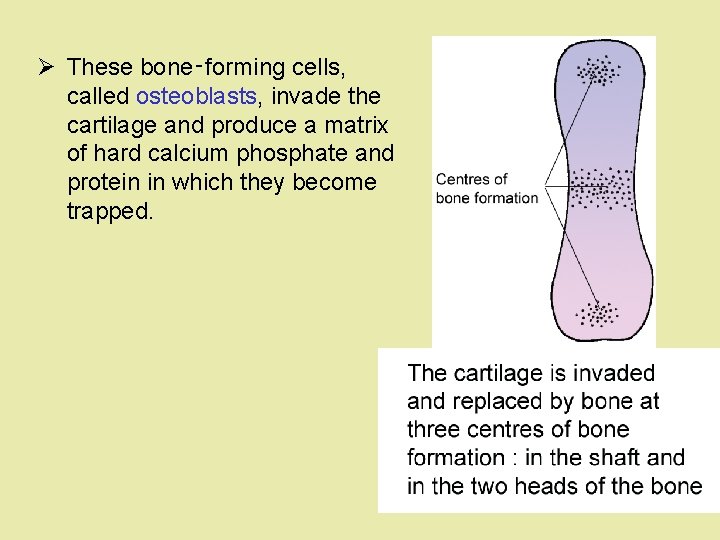 Ø These bone‑forming cells, called osteoblasts, invade the cartilage and produce a matrix of