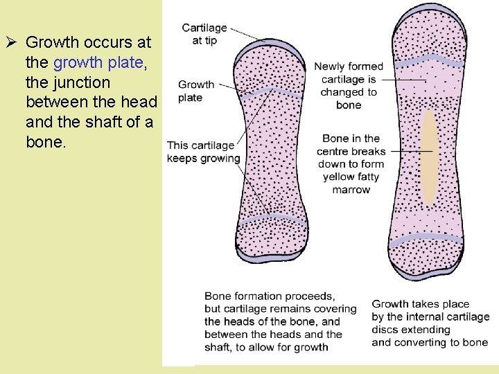 Ø Growth occurs at the growth plate, the junction between the head and the