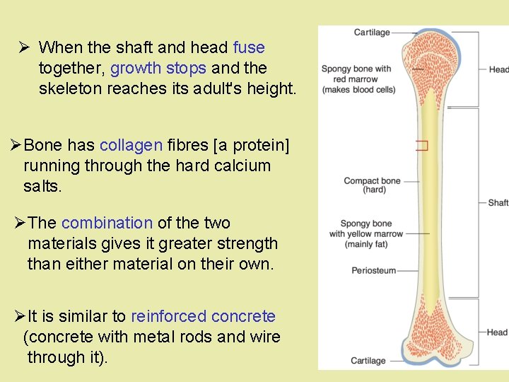 Ø When the shaft and head fuse together, growth stops and the skeleton reaches