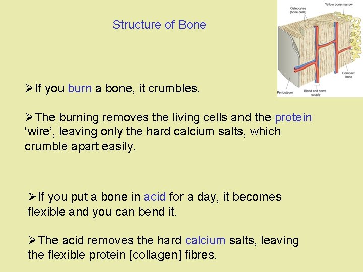 Structure of Bone ØIf you burn a bone, it crumbles. ØThe burning removes the