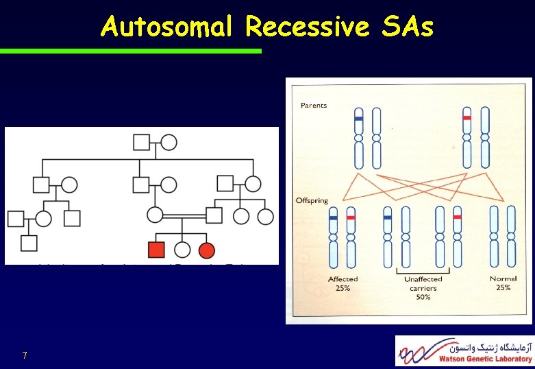 Autosomal Recessive SAs 7 