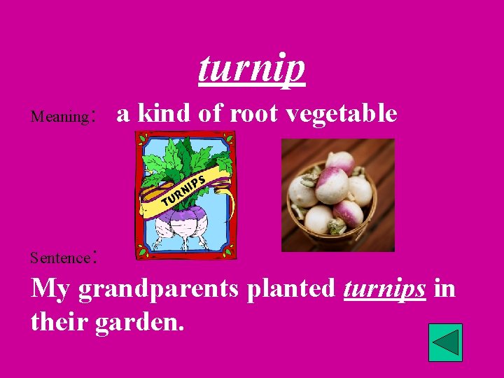 turnip Meaning: a kind of root vegetable : My grandparents planted turnips in their